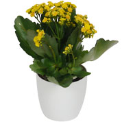 Kalanchoe jaune + Cache pot Blanc